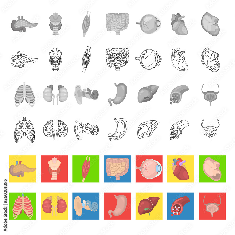 Obraz premium Human anatomy color flat, line and monochrome icons set