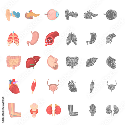 Human anatomy color and simple icons set