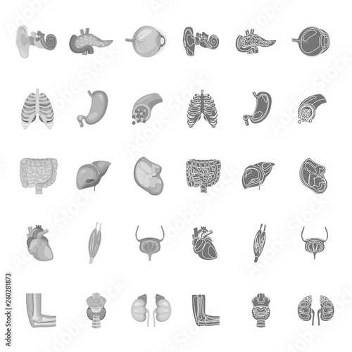Human anatomy simple and monochrome icons set