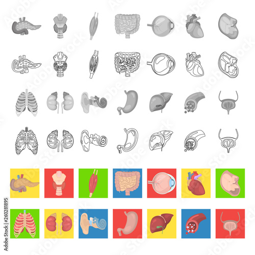 Human anatomy color flat, line and monochrome icons set