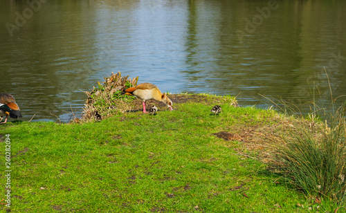 Duck family with young animals on the shore of a lake