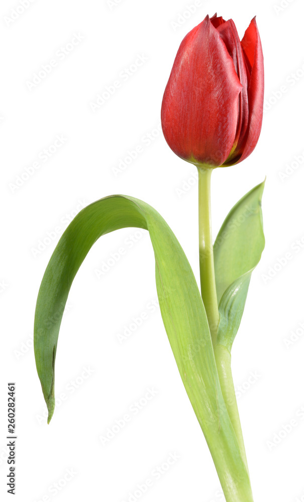 A red tulip, like an opera singer on stage with gestures and even ...