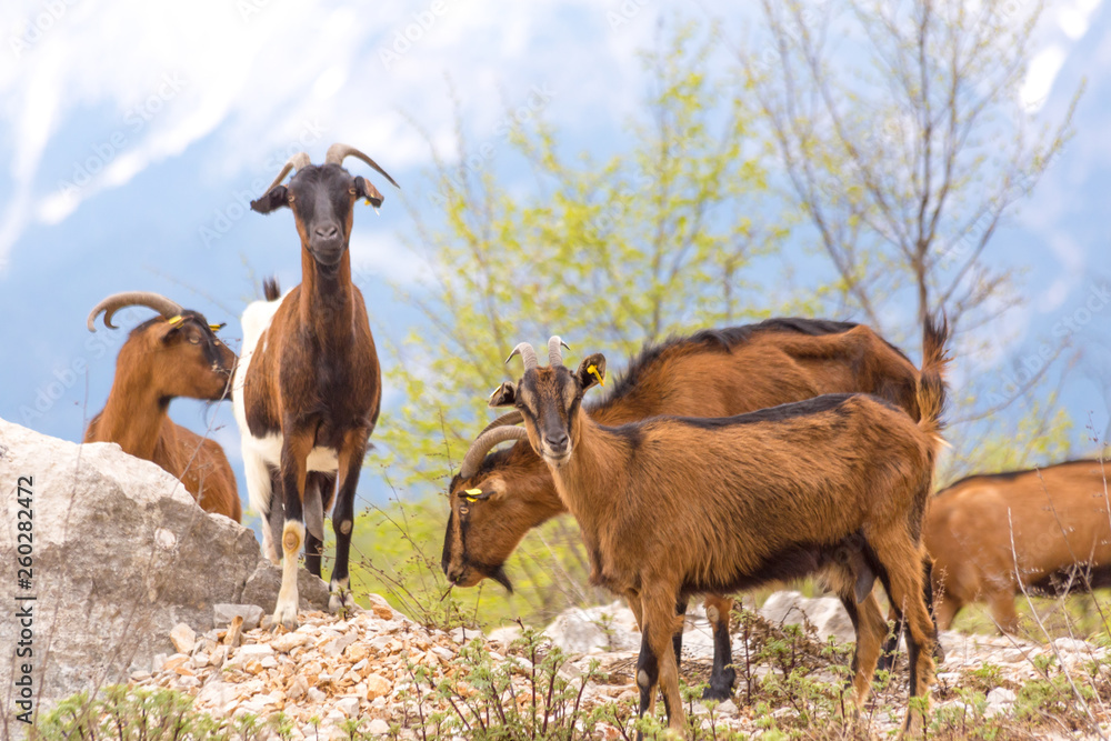 goats brown black on the mountain tzoumerka ioannina greece goats brown black on the mountain tzoumerka ioannina greece