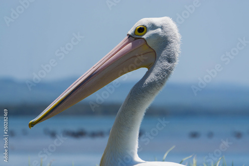 pelicans on the road photo
