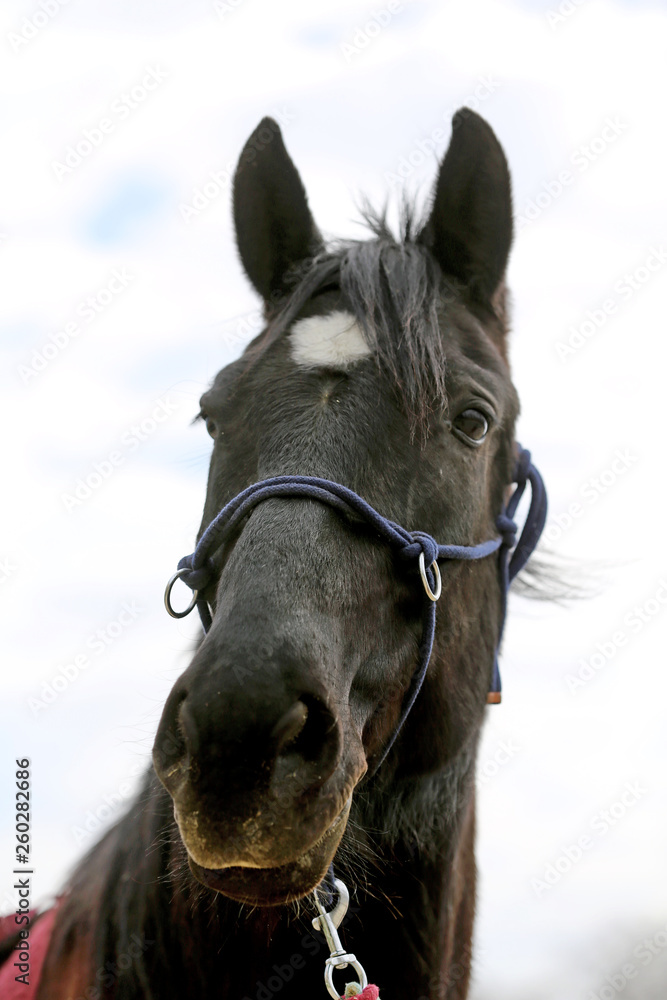 Fototapeta premium Head shot closeup of a beautiful yong horse during training