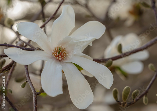 Snowball Magnolia