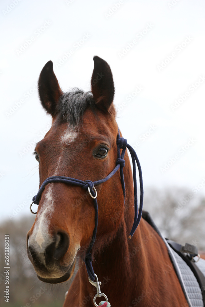 Fototapeta premium Head shot closeup of a beautiful yong horse during training
