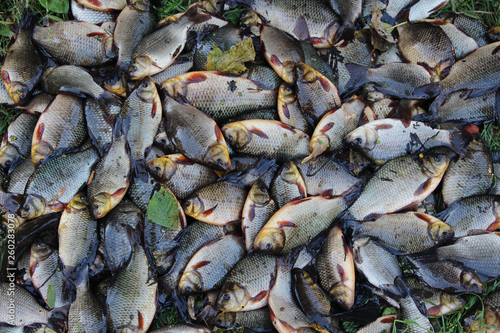 Pile of caught crucians on green grass. Successful fishing