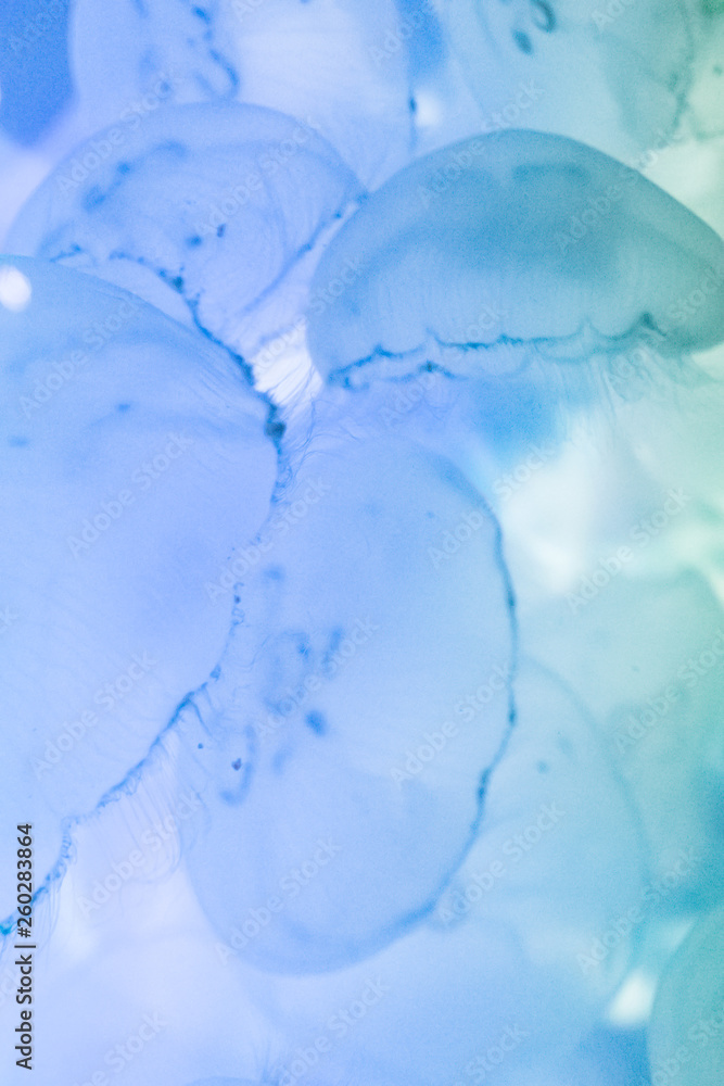 クラゲ / Jellyfish クラゲ / Jellyfish