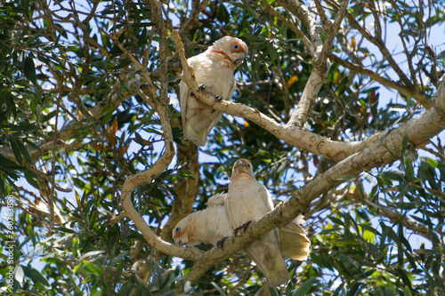 parrot on a branch