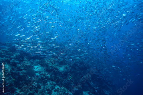 many Caranx underwater   large fish flock  underwater world  ocean ecological system