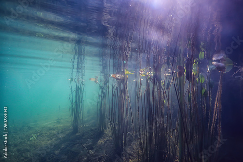 lake underwater landscape abstract   blue transparent water  eco nature protection underwater