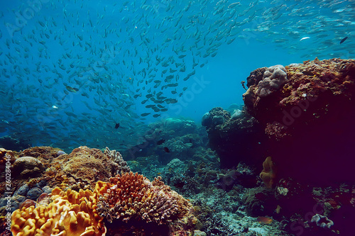scena podwodna / rafa koralowa, świat dzikiej przyrody oceanu