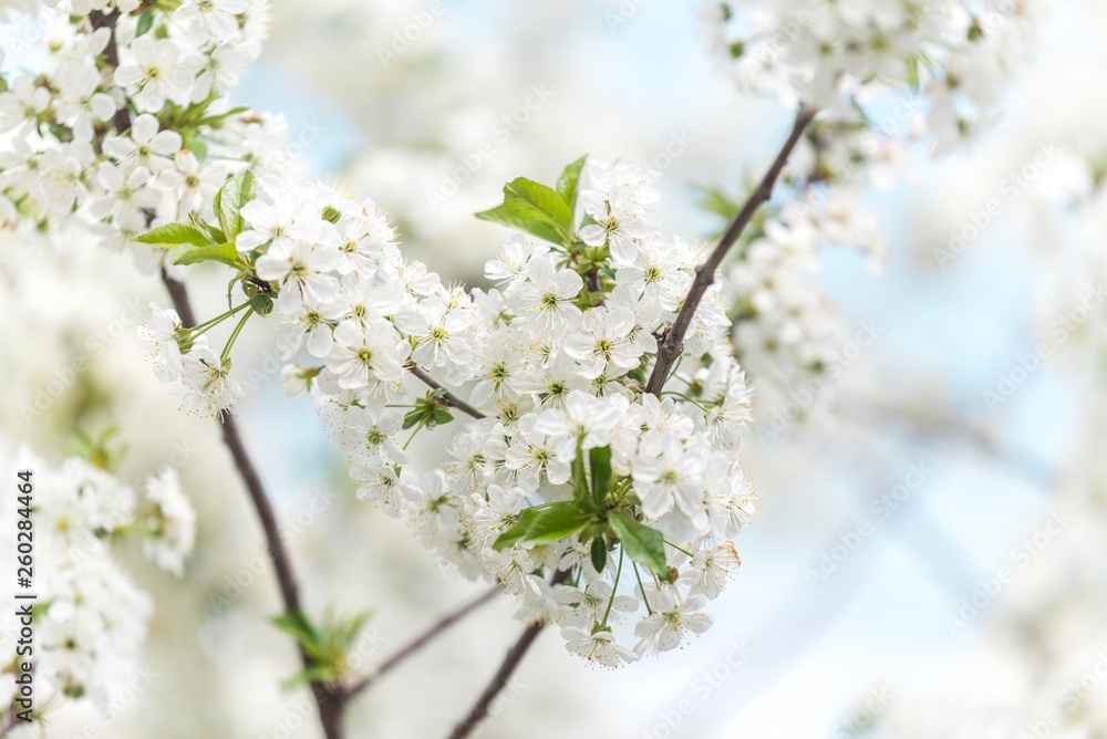 spring tree blossom. spring time background. spring nature wallpaper. spring tree blossom. spring time background. spring nature wallpaper.