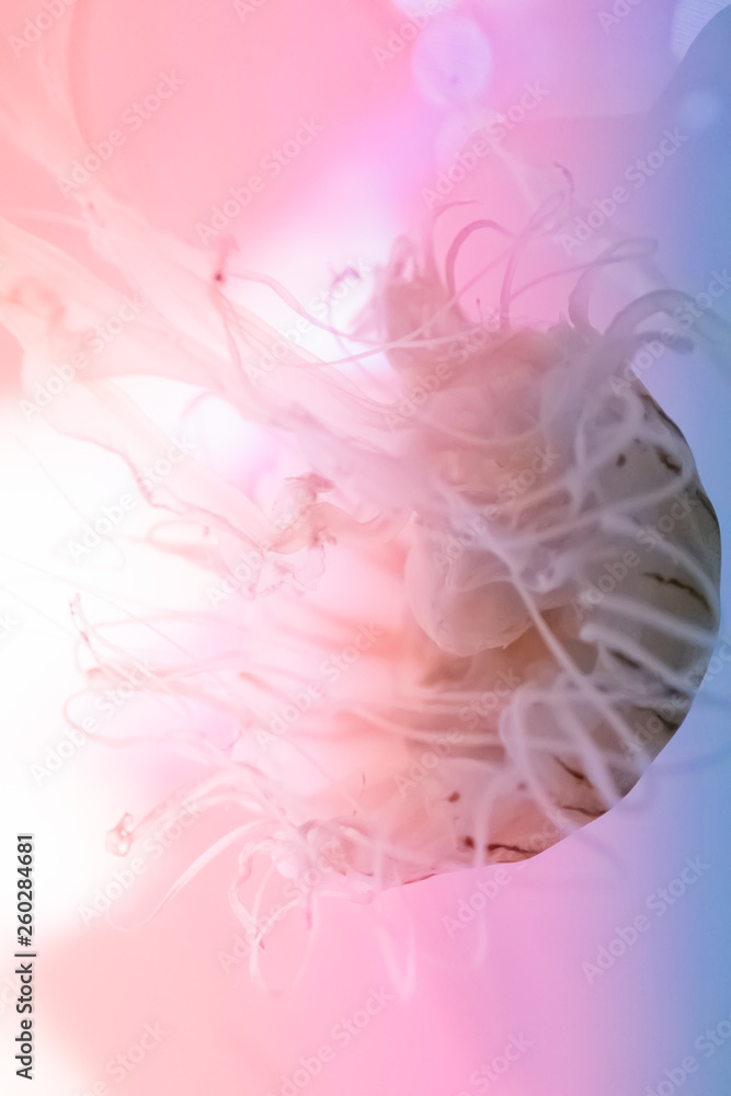クラゲ / Jellyfish クラゲ / Jellyfish