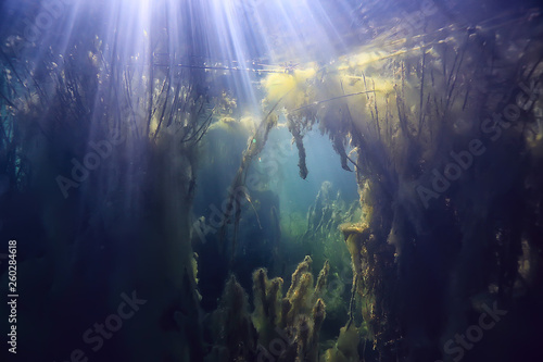 swamp underwater landscape abstract / sunken trees and algae in clear water, ecology underwater world