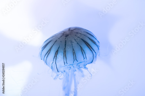 Fototapeta Naklejka Na Ścianę i Meble -  クラゲ / Jellyfish