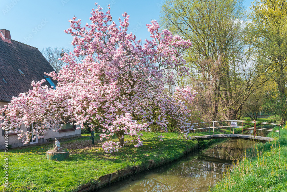 Naklejka premium Cherry blossom in the village Moorburg, a civil parish of the city Hamburg in northern Germany