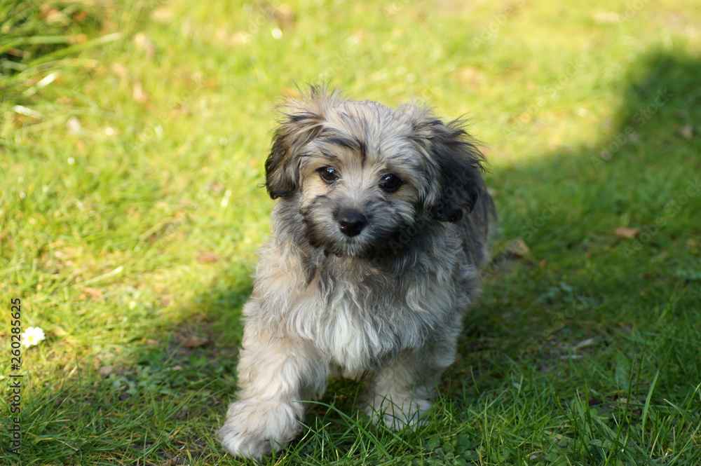 Havaneser Hund rennt auf der grünen Wiese