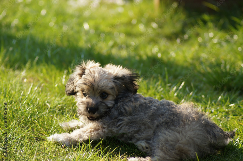 Havaneser Hund rennt auf der grünen Wiese