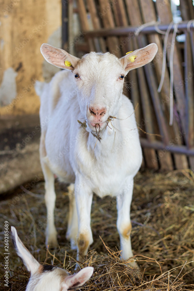 portrait of a white goat in a stable eating portrait of a white goat in a stable eating