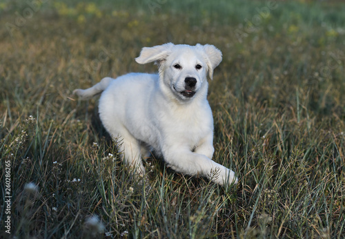 perro labrador