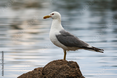 Seagull Standing on a Rock In a Lake