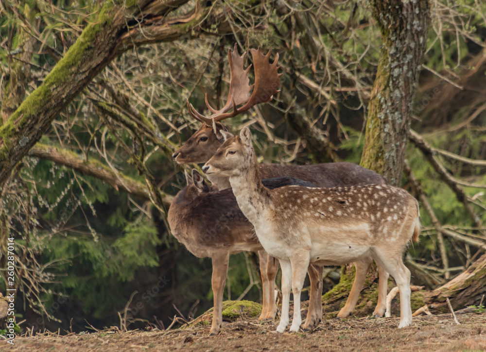 Fototapeta premium Fallow deer in fence with trees in Krusne mountains in spring day