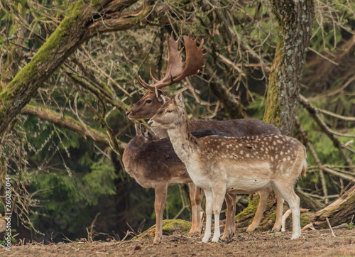 Fallow deer in fence with trees in Krusne mountains in spring day