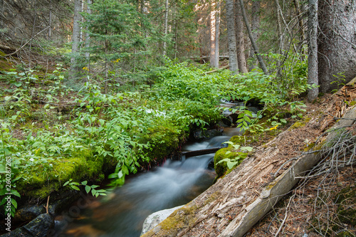 Landscape Scenes from the Colorado Rocky Mountains. Creek Running Throush a Forest in the Laramie Mountains