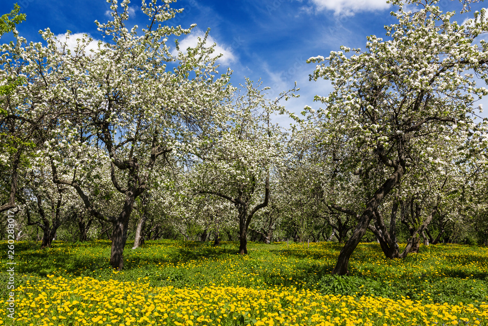 Old apple orchard blooms in spring