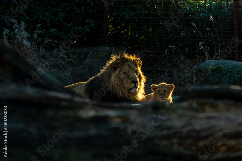 Zootiere Aalborg, Dänemark