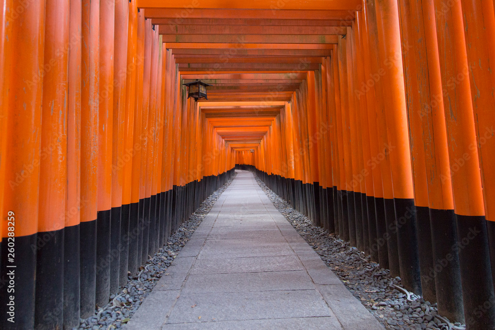 Fototapeta premium Tories path in Fushimi Inari mountain in Kyoto