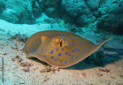 Blue-spotted stingray or The bluespotted ribbontail ray  Taeniura lymma    Red Sea Egypt