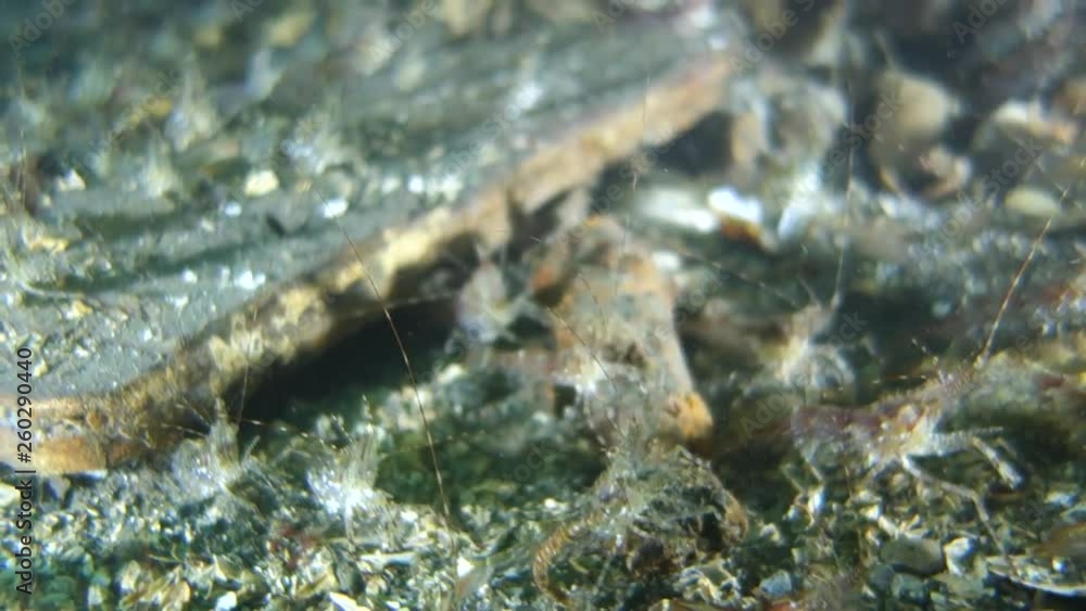 Underwater: Lot of Shrimps on the Seabed in Puget Sound, Washington Underwater: Lot of Shrimps on the Seabed in Puget Sound, Washington