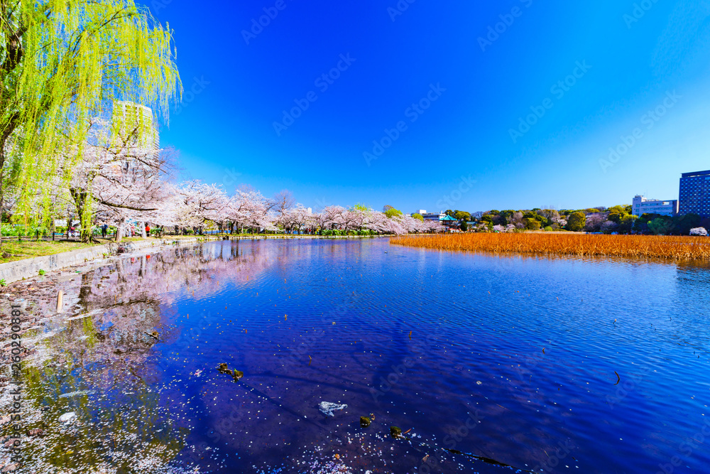 [東京都] 上野公園の桜 (No9023)