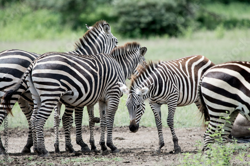 Zebra in National park Manyara Tanzania