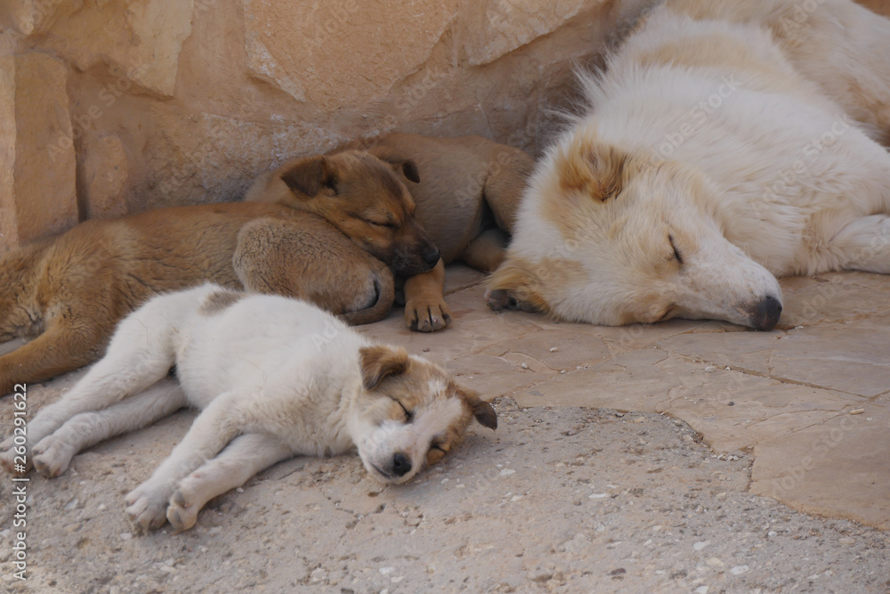 Schlafende Hunde am Wüstenschloss Stock Photo | Stock