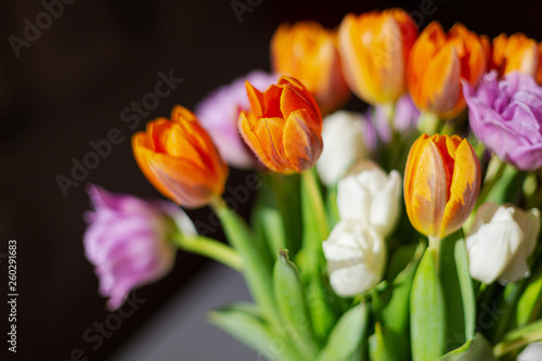 Fototapeta Naklejka Na Ścianę i Meble -  Bouquete of colorful spring tulips in a sunny day