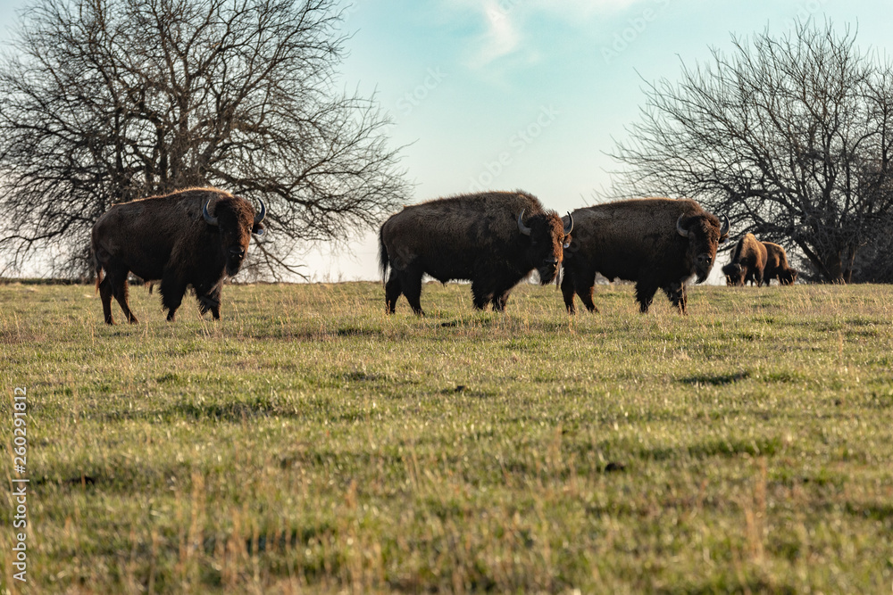 3 bison looking at camera while grazing in prairie