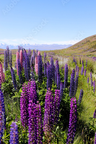 Flowers in New Zealand