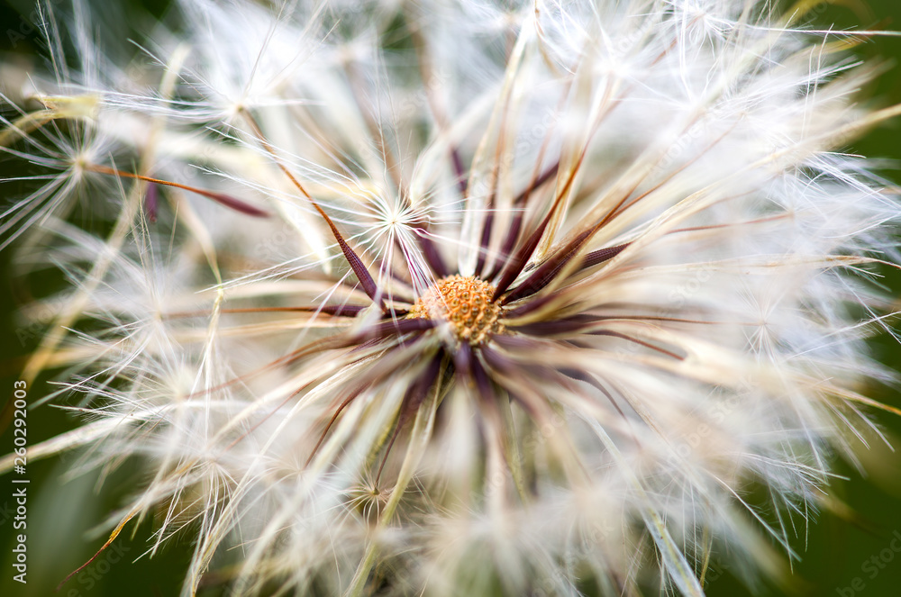 Macro photography of the beautiful center of a dandelion seed head. Photographed at the Anedan mountains of central Colombia. Macro photography of the beautiful center of a dandelion seed head. Photographed at the Anedan mountains of central Colombia.