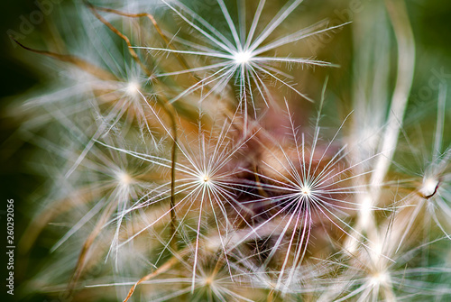 Extreme macro photography of the beautiful seeds of a dandelion fluff. Captured at the Andean mountains of central Colombia.