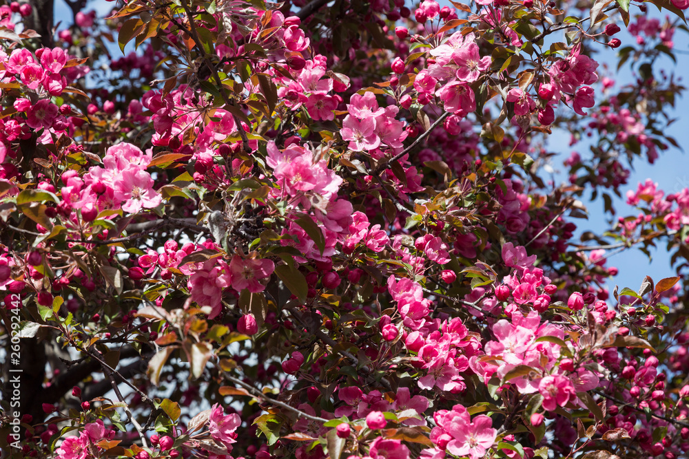 Blooming Apple tree with pink flowers against the blue sky Blooming Apple tree with pink flowers against the blue sky