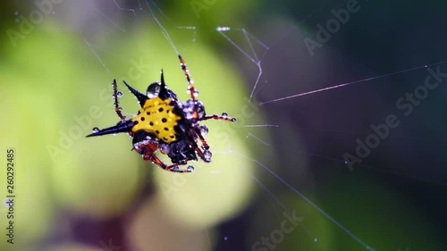 Spider (Hosselt's Spiny Spider) clean it'self on web in forest, Thailand. photo