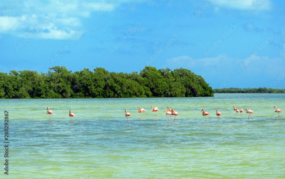 Flamingos in Holbox island, Mexico