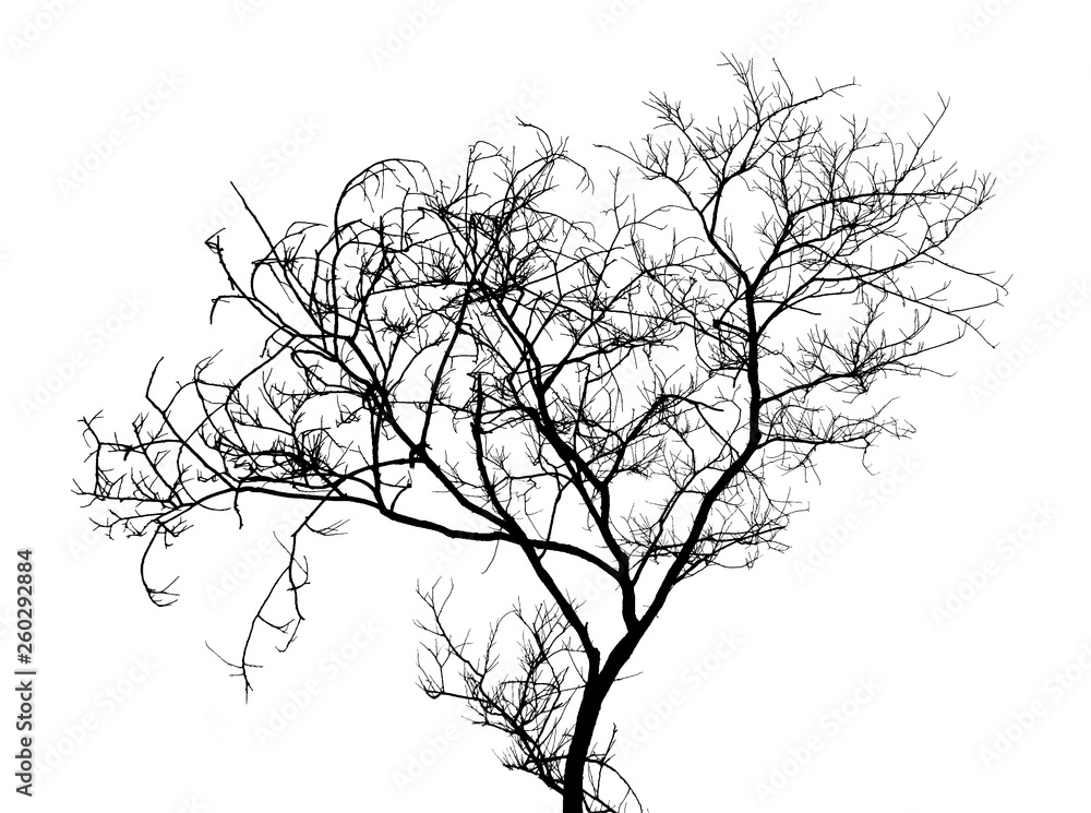 Fototapeta premium Bare tree branches silhouette on a white background.