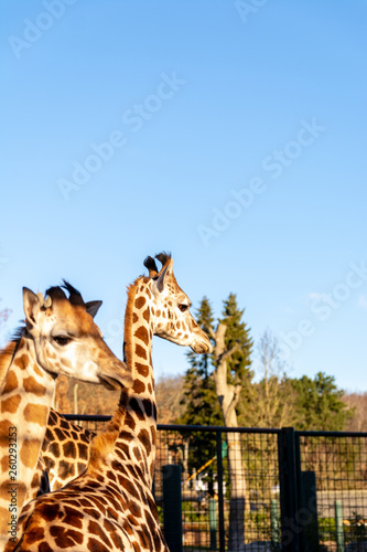 Zootiere Aalborg, Dänemark