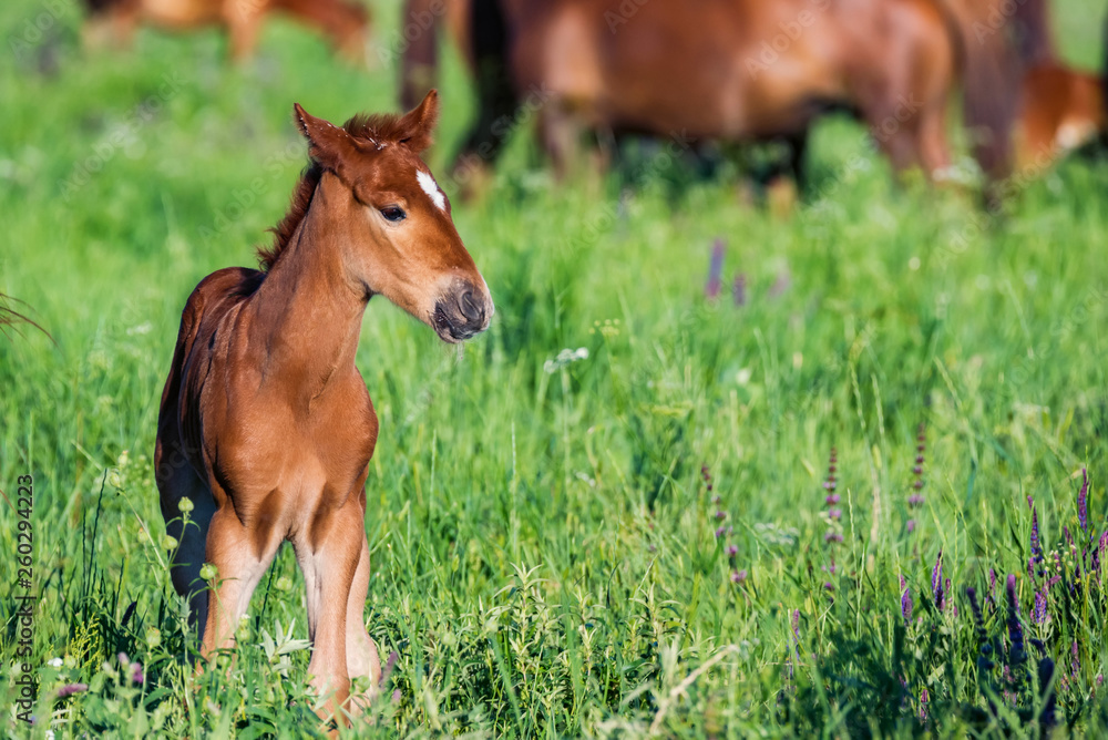 Young foal in green field next to adult horses Young foal in green field next to adult horses