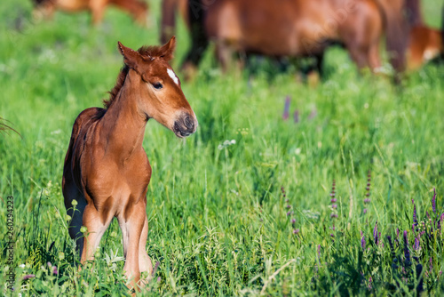 Young foal in green field next to adult horses